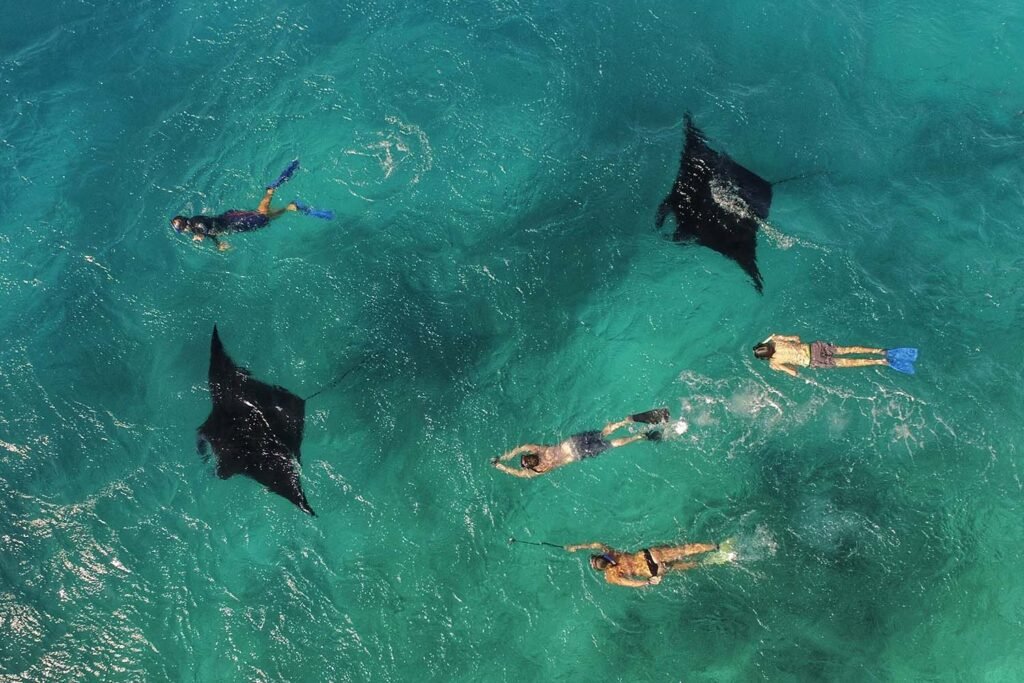 diving-with-manta-rays-in-tropical-green-waters-S2933AL.jpeg